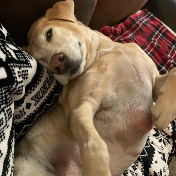 Meet your Posher, Heidi - Picture 5 of 9